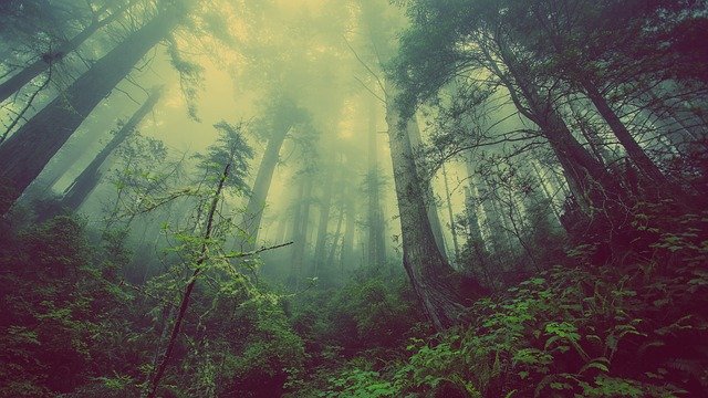 Quelle est l’importance des plantes pour l’homme et pour l’environnement ?